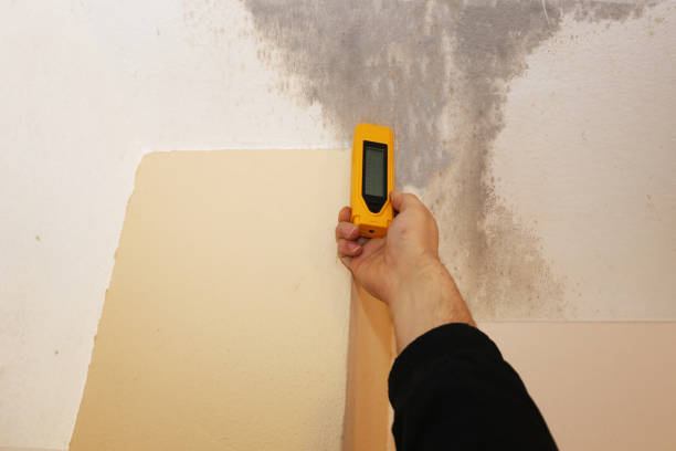 Best Mold Prevention Services  in Carbondale, PA