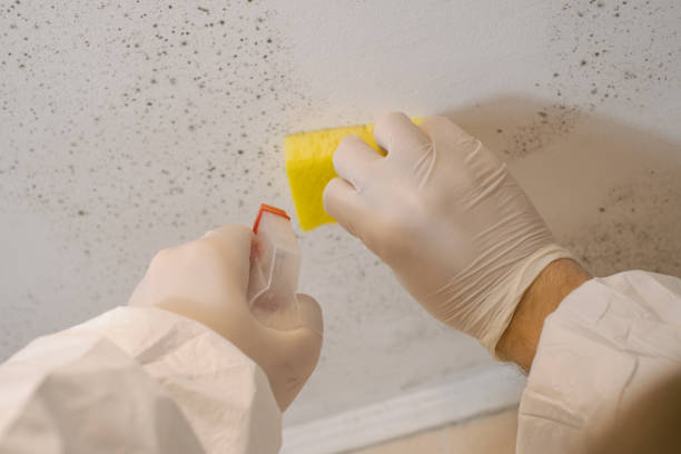 Best Biohazard Mold Removal  in Carbondale, PA